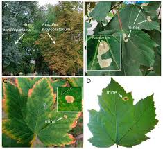 Attēlu rezultāti vaicājumam “Cribraria oregana stalked”