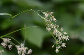 Attēlu rezultāti vaicājumam “Luzula luzuloides leaf”