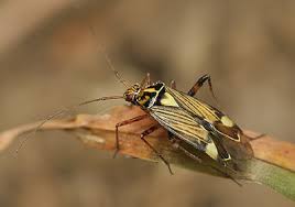 Attēlu rezultāti vaicājumam “Rhabdomiris striatellus imago”
