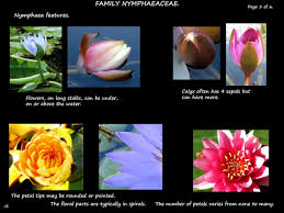 Attēlu rezultāti vaicājumam “Nymphaeaceae”