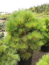 Attēlu rezultāti vaicājumam “Pinus ponderosa”