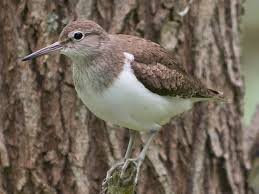 Attēlu rezultāti vaicājumam “Actitis hypoleucos”