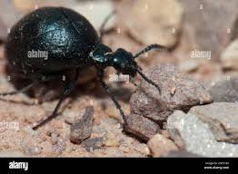 Attēlu rezultāti vaicājumam “Meloe sp.”