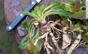 Image result for Nachtkerze