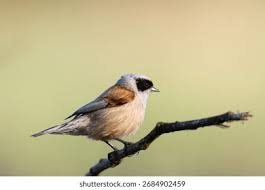 Attēlu rezultāti vaicājumam “Remiz pendulinus adult”