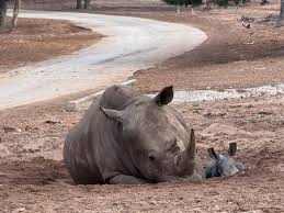 Image result for Rhyl Rhinos