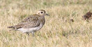 Attēlu rezultāti vaicājumam “Pluvialis apricaria”