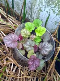 Image result for Heuchera Metallica