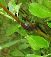 Attēlu rezultāti vaicājumam “Rabdophaga heterobia”
