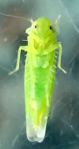 Attēlu rezultāti vaicājumam “Empoasca sp.”