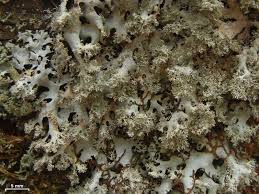 Attēlu rezultāti vaicājumam “Hypotrachyna sp.”