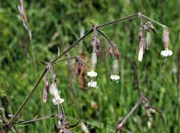 Attēlu rezultāti vaicājumam “Silene tatarica bud”