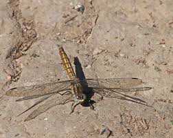 Attēlu rezultāti vaicājumam “Orthetrum brunneum”