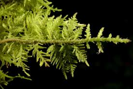 Attēlu rezultāti vaicājumam “Thuidium assimile”