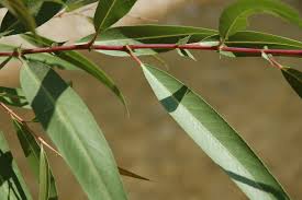 Attēlu rezultāti vaicājumam “Salix triandra leaf”