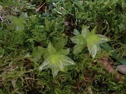 Attēlu rezultāti vaicājumam “Plagiomnium undulatum”