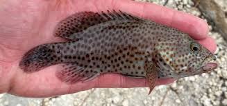 Image result for Cephalopholis cruentata