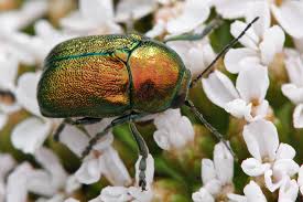 Attēlu rezultāti vaicājumam “Cryptocephalus aureolus, Cryptocephalus sericeus”