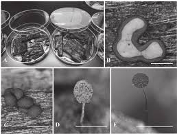 Attēlu rezultāti vaicājumam “Diderma chondrioderma”