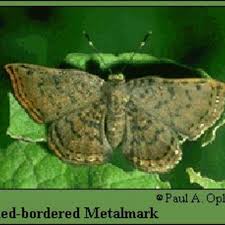 Attēlu rezultāti vaicājumam “Bitoma crenata imago”