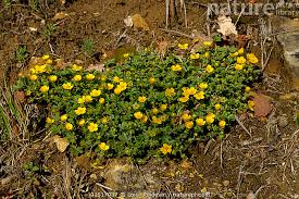 Attēlu rezultāti vaicājumam “Ranunculus repens flower”
