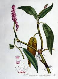 Attēlu rezultāti vaicājumam “Polygonum amphibium flower”