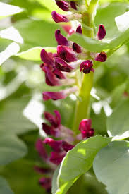 Attēlu rezultāti vaicājumam “Vicia faba flower”