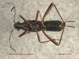 Attēlu rezultāti vaicājumam “Alydus calcaratus imago”