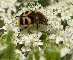 Attēlu rezultāti vaicājumam “Trichius fasciatus”