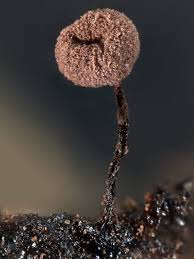 Attēlu rezultāti vaicājumam “Cribraria cancellata”