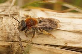 Attēlu rezultāti vaicājumam “Andrena haemorrhoa”