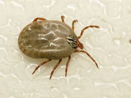 Attēlu rezultāti vaicājumam “Trichia ambigua macro”