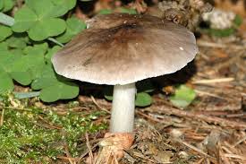 Attēlu rezultāti vaicājumam “Pluteus umbrosus”