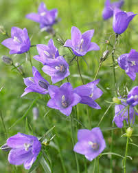 Attēlu rezultāti vaicājumam “Campanula rotundifolia”