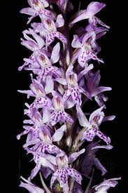 Attēlu rezultāti vaicājumam “Dactylorhiza russowii bud”