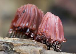 Attēlu rezultāti vaicājumam “Symphytocarpus flaccidus spores”