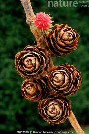 Attēlu rezultāti vaicājumam “Larix kaempferi female flower”