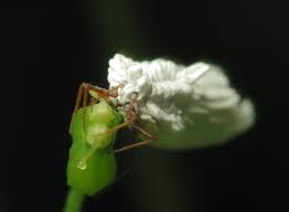 Attēlu rezultāti vaicājumam “Orthezia urticae”