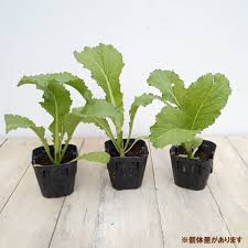 「珍宝菜」の画像検索結果