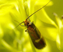 Attēlu rezultāti vaicājumam “Cauchas rufimitrella”