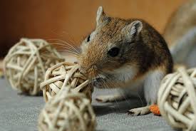Image result for Gerbil