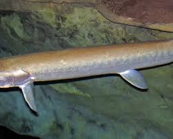 Image result for Esox masquinongy