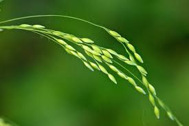 Attēlu rezultāti vaicājumam “Milium effusum”