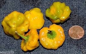 Afbeeldingsresultaat voor yellow mushroom hot pepper