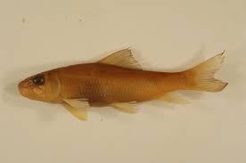 Image result for Moxostoma erythrurum