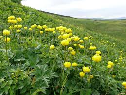 Attēlu rezultāti vaicājumam “Trollius europaeus leaf”