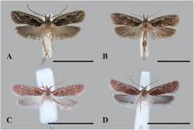 Attēlu rezultāti vaicājumam “Agonopterix hypericella”