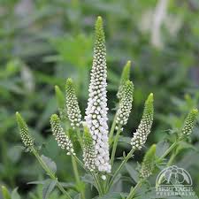 Attēlu rezultāti vaicājumam “Veronica longifolia flower”