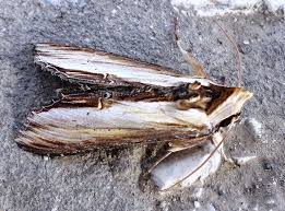 Attēlu rezultāti vaicājumam “Cucullia verbasci”