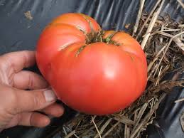 Afbeeldingsresultaat voor Pink Brandywine tomato